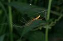 Tetragnatha_montana_D3736_Z_88_Vinkenveense plassen_Nederland